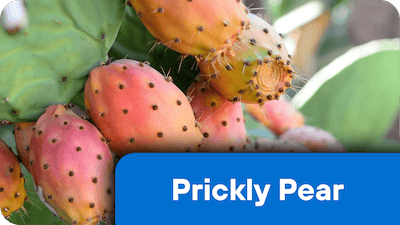 nf-ing-1-PricklyPear