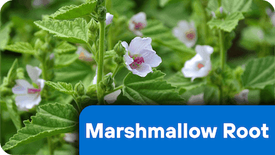 nf-ing-3-MarshmallowRoot