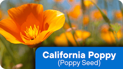 nf-ing-5-CaliforniaPoppy