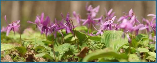 Corydalis-Yanhusuo-Plant1