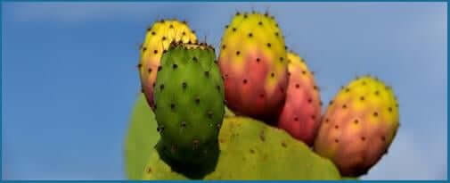 Prickly-Pear1