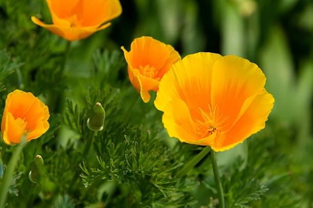 California-Poppy-01