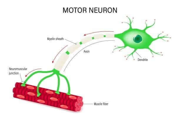 Motor-Neuron-01