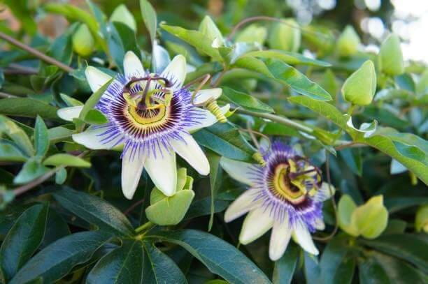 Passionflower-01