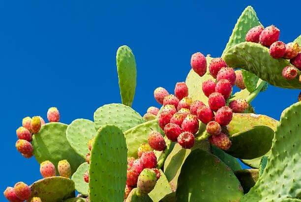 Prickly-Pear-01