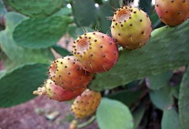 prickly-pears-2663130_1920